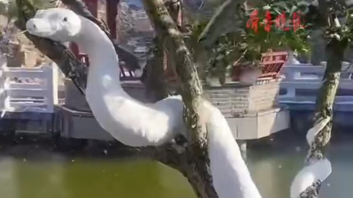 果然视频|解锁玩雪新花样！烟台软陶艺人堆“雪蛇”迎蛇年