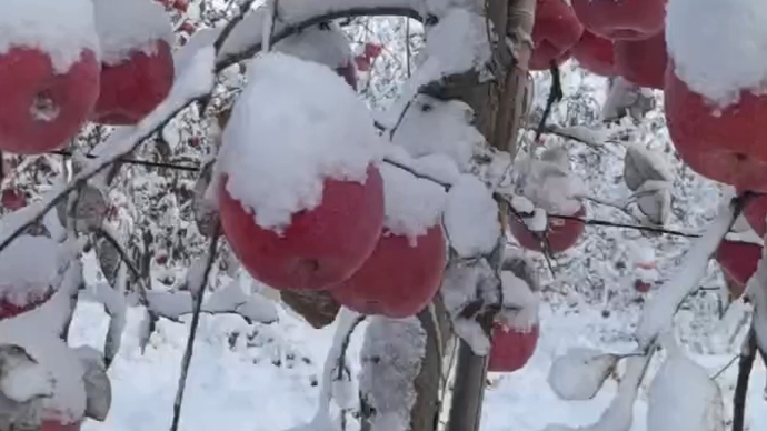 果然视频｜烟台雪地里长出红彤彤的“雪苹果”，吃起来清香又甘甜