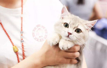 “宠托师”受青睐 95后川妹子“带薪撸猫”假期日入千元