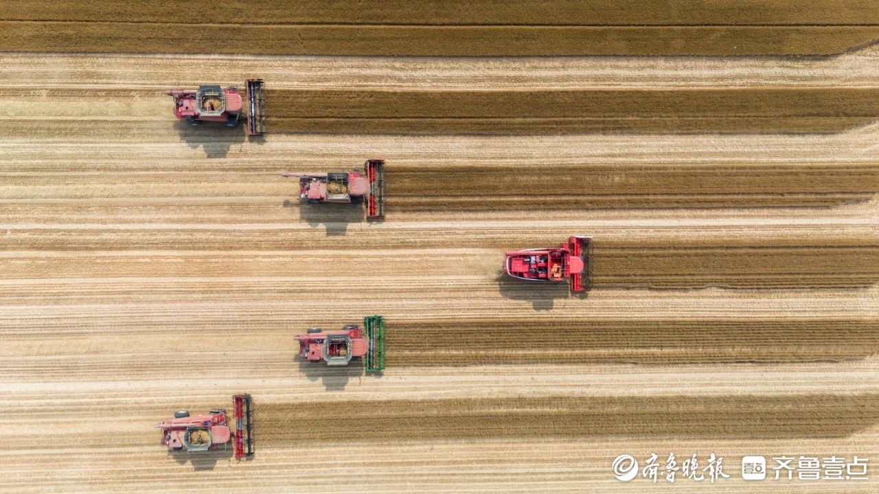 三民活动|“青岛农品”区域公用品牌影响力连续5年入围全国十强