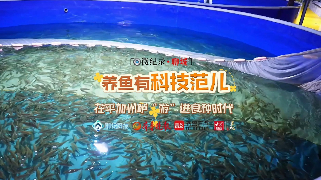 微纪录·聊城｜绿色生态健康养殖：养鱼科技范儿十足