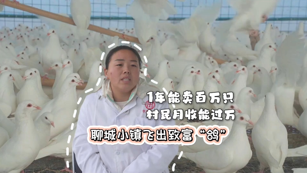 微纪录·最聊城｜小镇致富鸽一年卖出百万只，村民月入最高过万元
