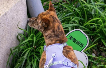 商场设宠物厕所，是多此一举吗？