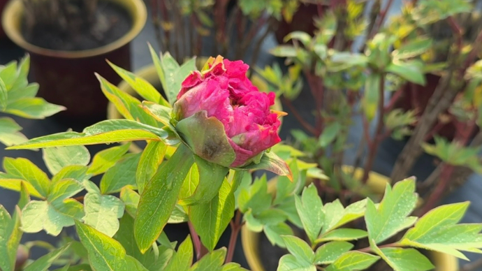 齐鲁·菏评｜菏泽催花牡丹为富贵“倒时差”