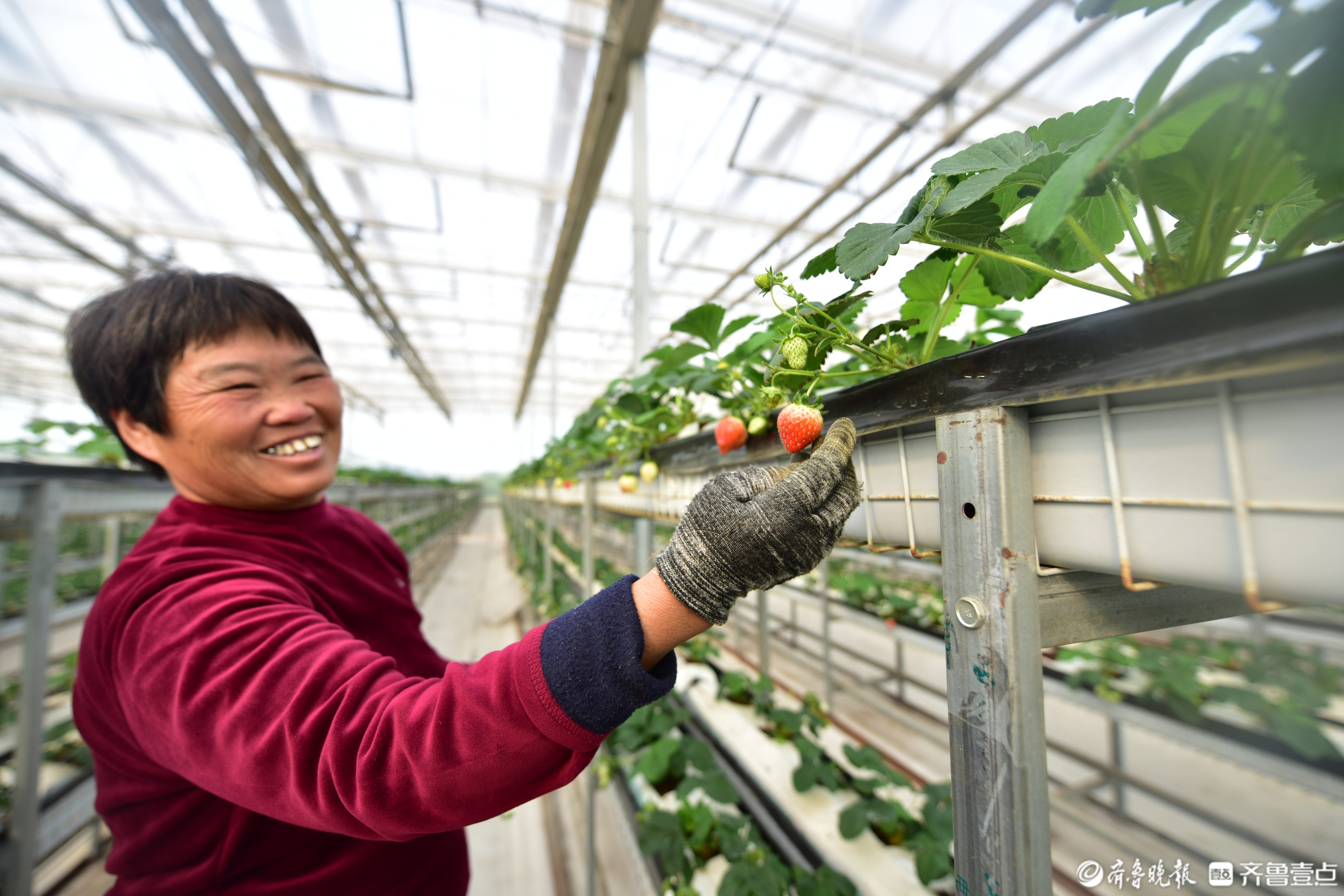 强市之路|聊城探索打造平原特色乡村振兴路径