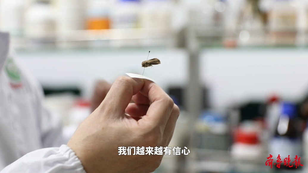 果然视频|虫口夺粮！千米高空几毫米害虫逃不过山东这组“千里眼”