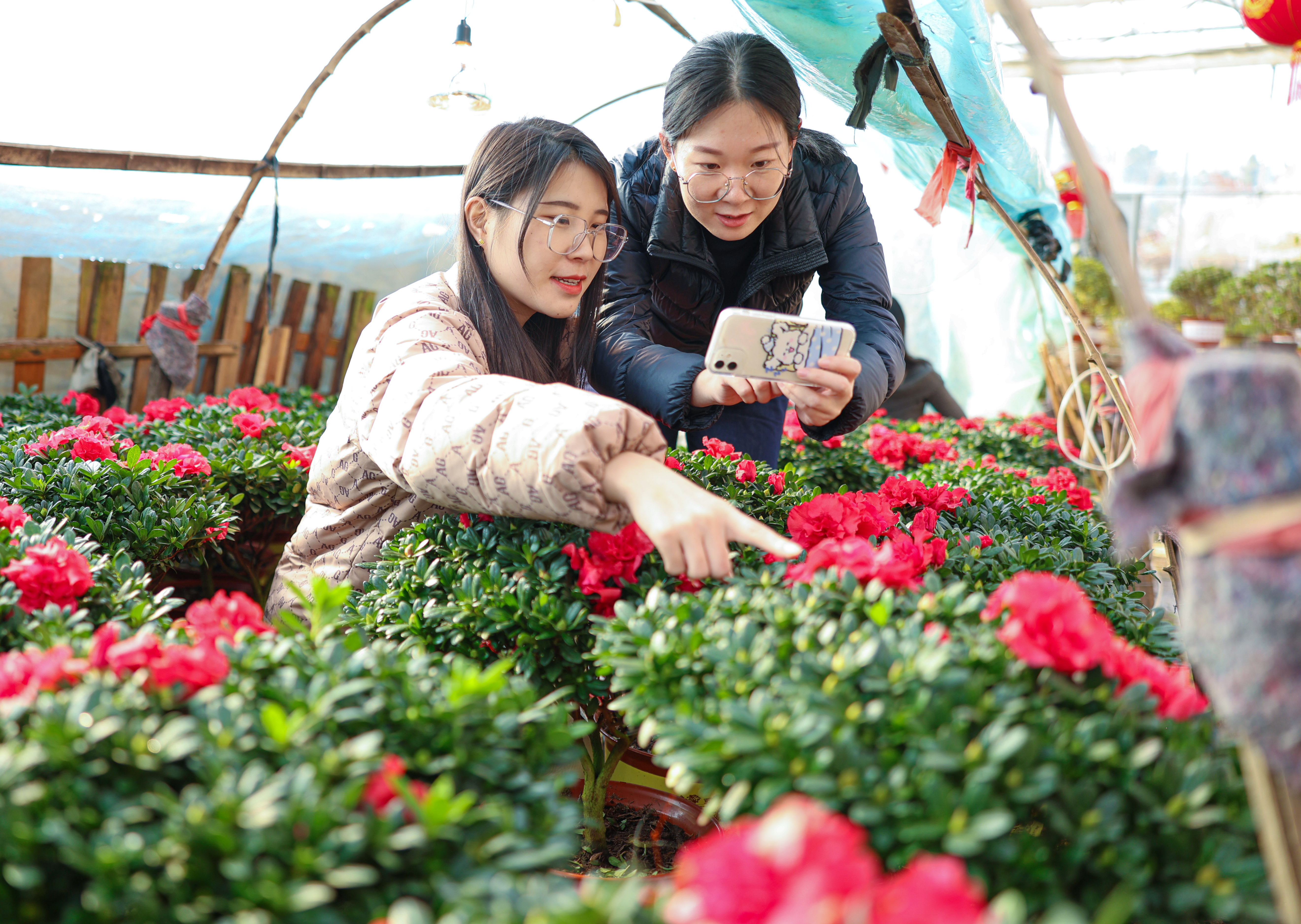 春节临近，杜鹃等年宵花销售火爆