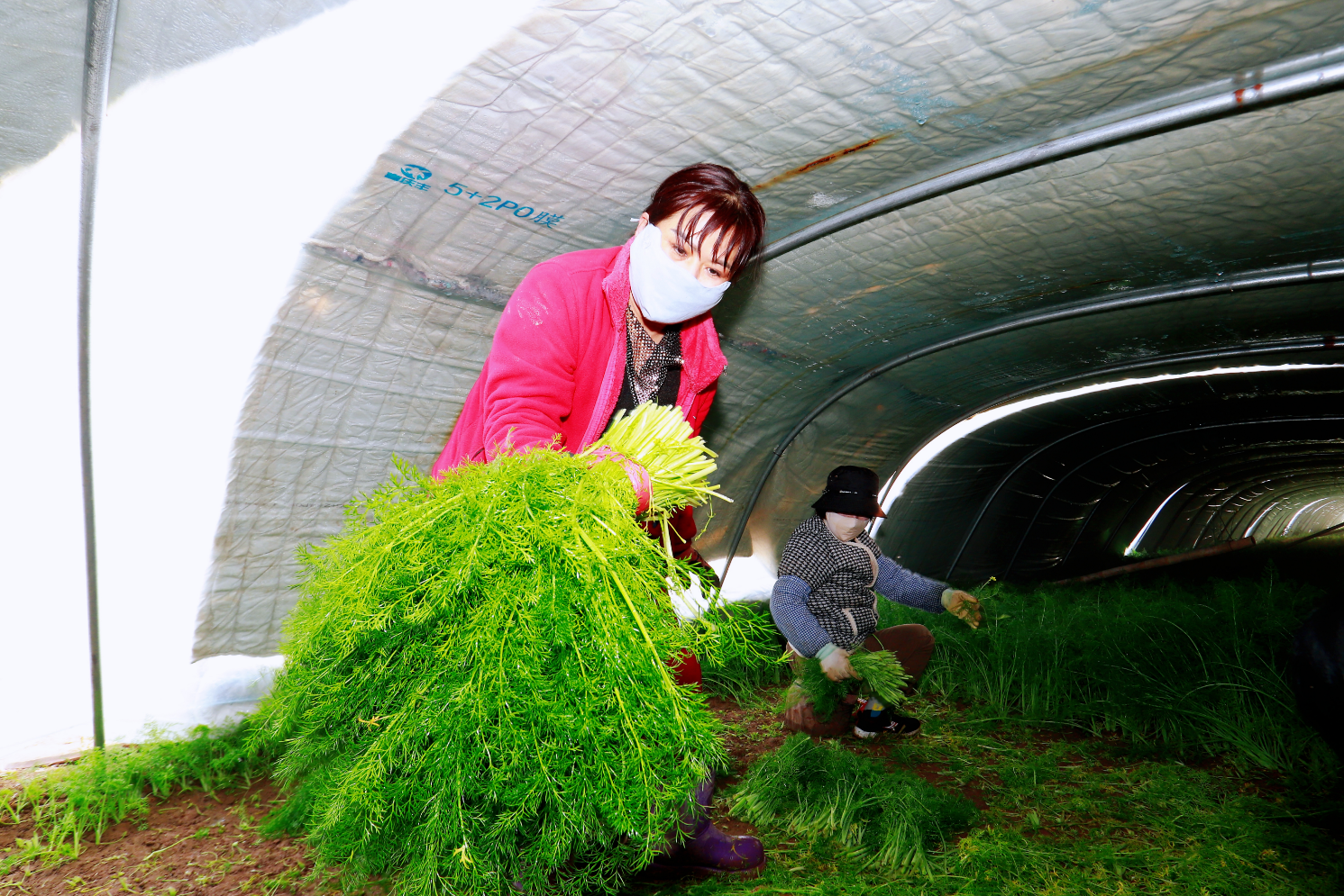 新春走基层丨蔬菜上门收，亩产超万块！德州这个村幸福感满满