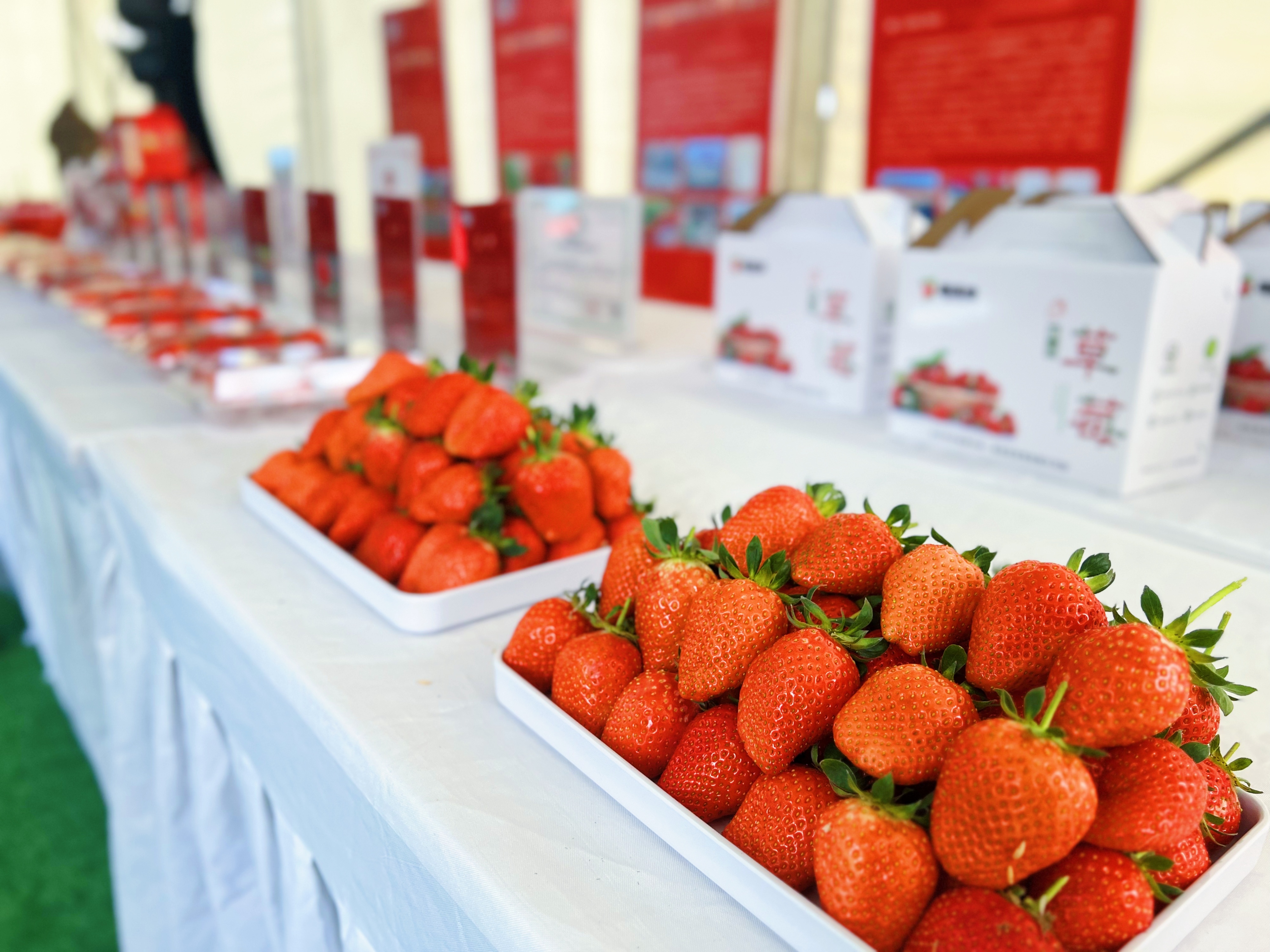 喜甜喜甜的！“齐鲁农超”县域行安丘站暨2025首届安丘草莓大集草莓飘香，数十品种草莓亮相