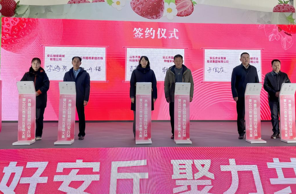 品鉴安丘草莓甜香，合作签约做大做强，“齐鲁农超”县域行安丘站暨2025首届安丘草莓大集活动以草莓产业助力乡村振兴