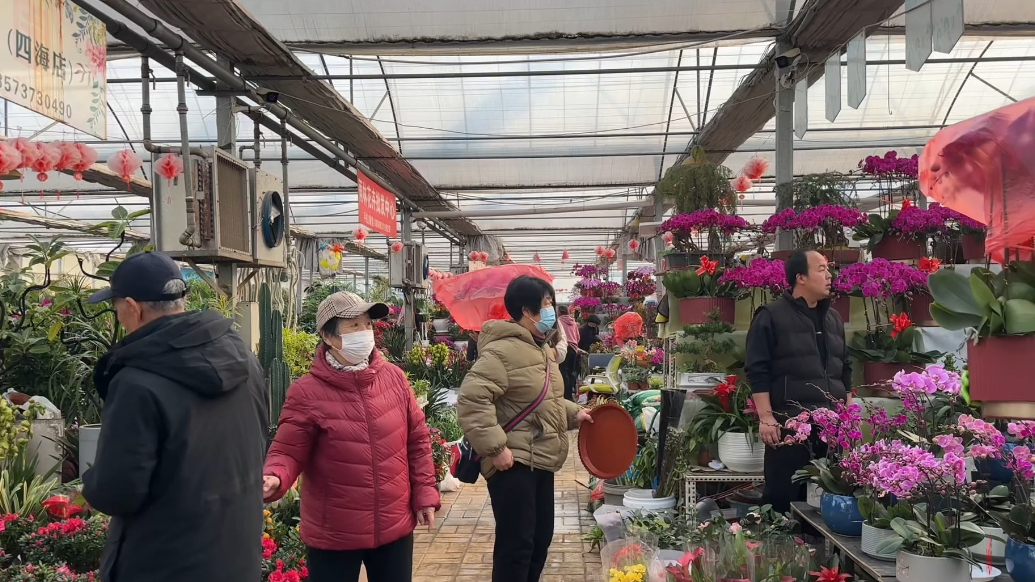果然视频·开心消费过大年｜威海花卉俏销，蝴蝶兰稳居C位