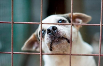 弃养宠物行为多发 如何提高养宠的责任门槛？