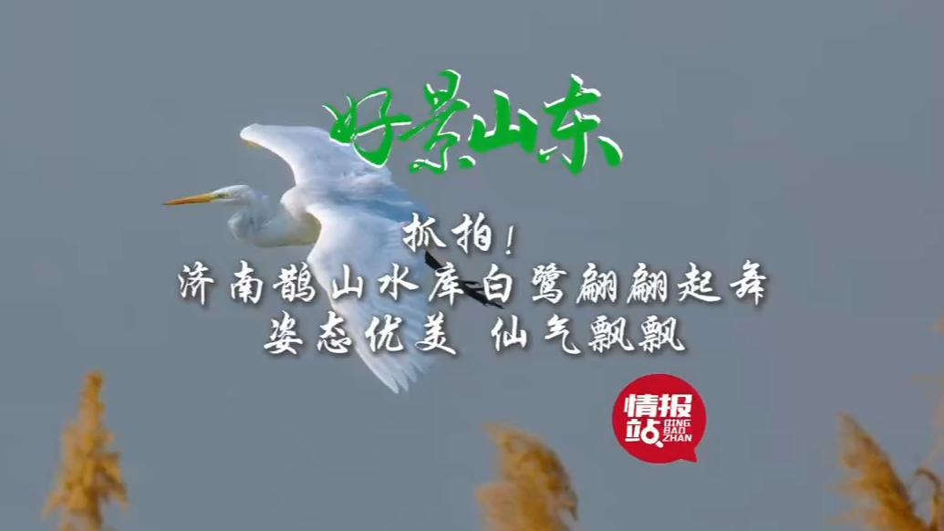 果然视频·好景山东|济南鹊山水库白鹭飞舞，姿态优美仙气飘飘！