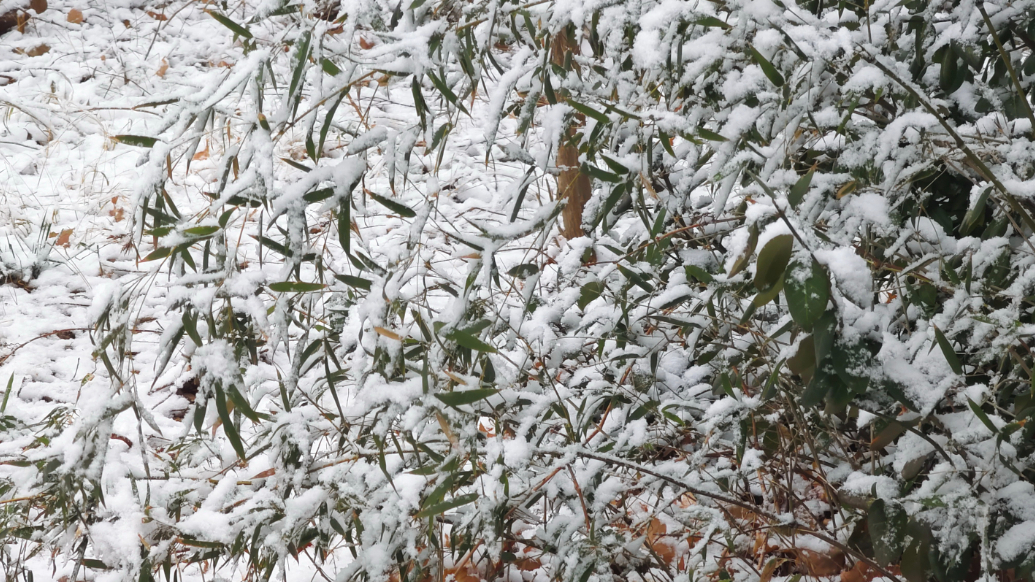 果然视频|新年首雪新气象，“玉树琼枝”美如画