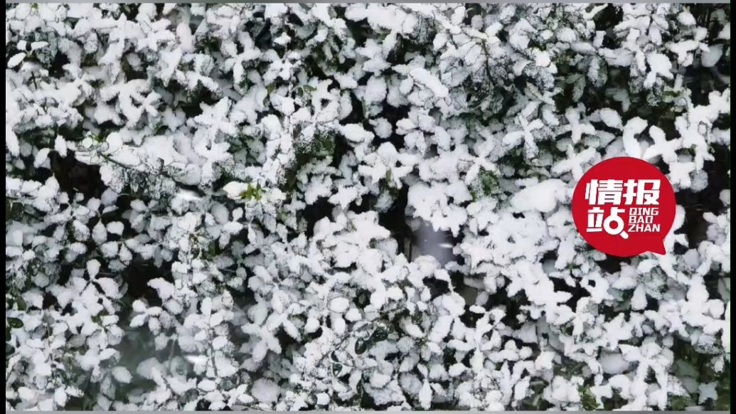 天气情报站|瑞雪兆丰年！开工首日烟台下雪啦，出行路上注意安全