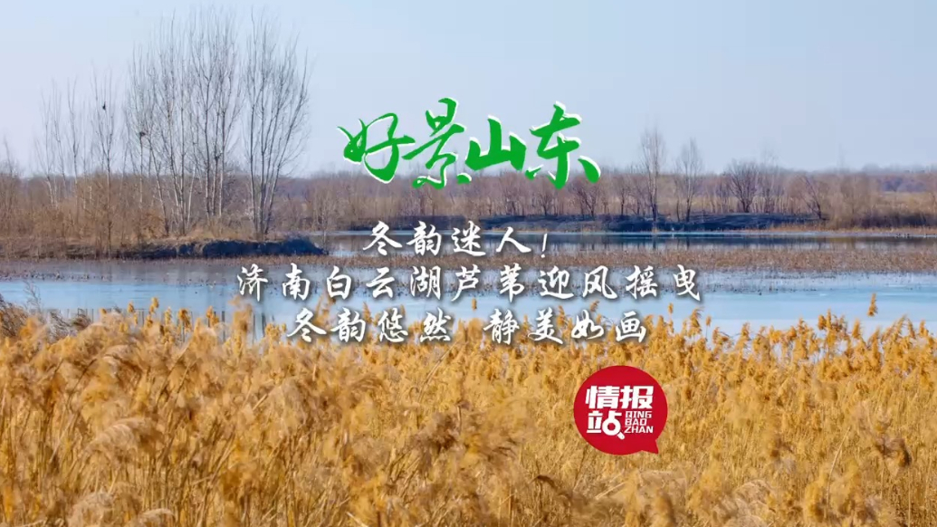 果然视频·好景山东|济南白云湖芦苇迎风摇曳，冬韵悠然静美如画