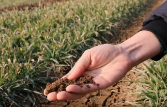 新春首股冷空气对农作物影响不大，专家支招如何应对寒潮