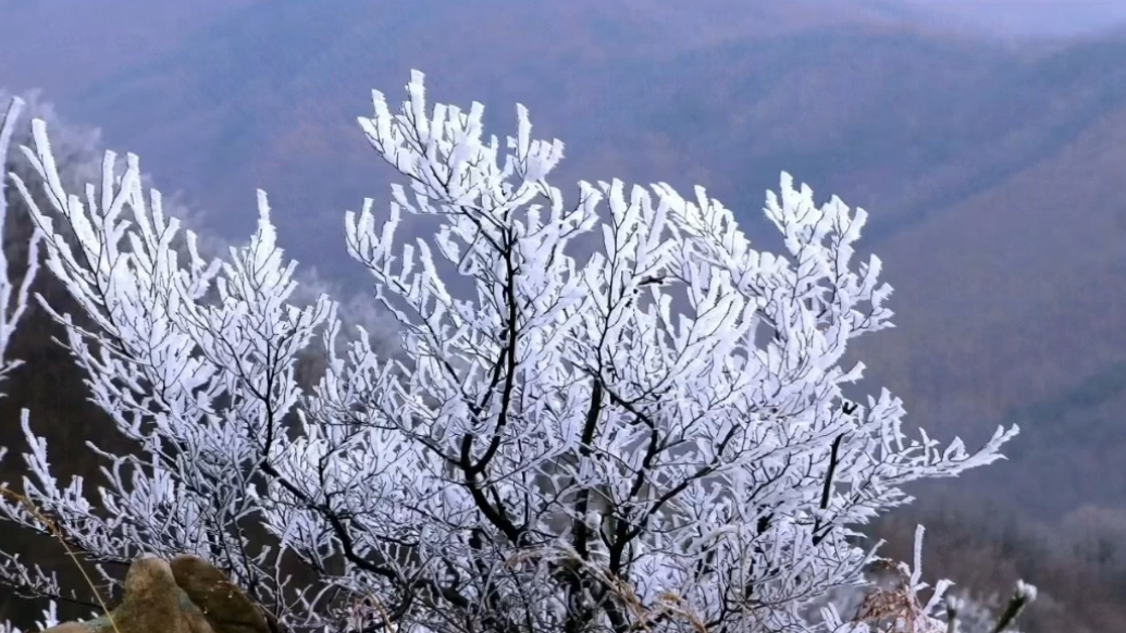 天气情报站|日照大青山雾凇景观如诗如画，琼树银花令人赏心悦目
