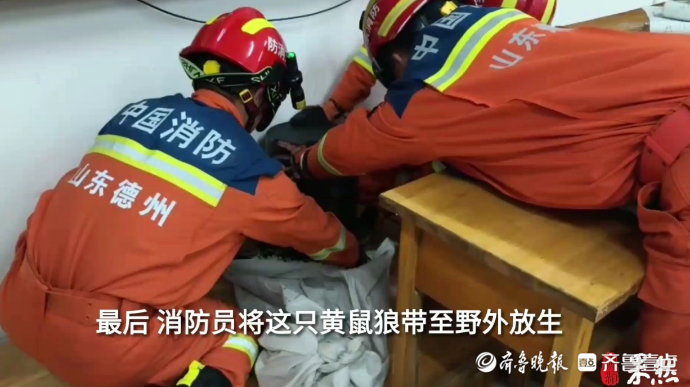 果然视频|黄鼠狼溜进学校教室，四名消防员合力将其“制服”