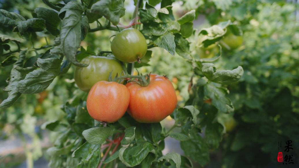 果然视频｜“柿”业有成，韩清帅有个火红的乡村振兴梦