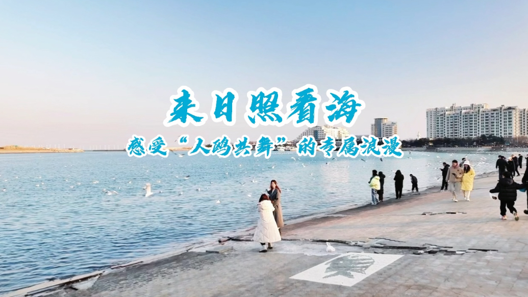 果然视频｜来日照看海，感受“人鸥共舞”的专属浪漫