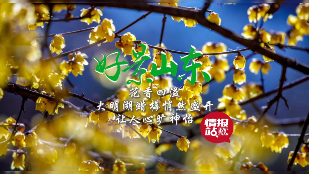 果然视频·好景山东|大明湖蜡梅悄然盛开，花香四溢让人心旷神怡