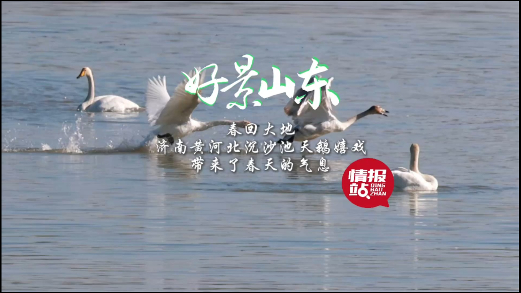 果然视频·好景山东|济南黄河北沉沙池天鹅嬉戏，带来春天的气息