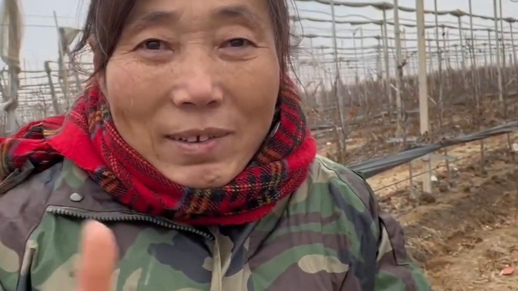 果然视频|果农大姨飙英语推介烟台苹果，田间地头与国际腔成反差