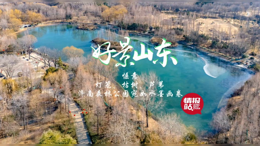 果然视频·好景山东|灯笼、枯树、芦苇！济南森林公园宛如画卷