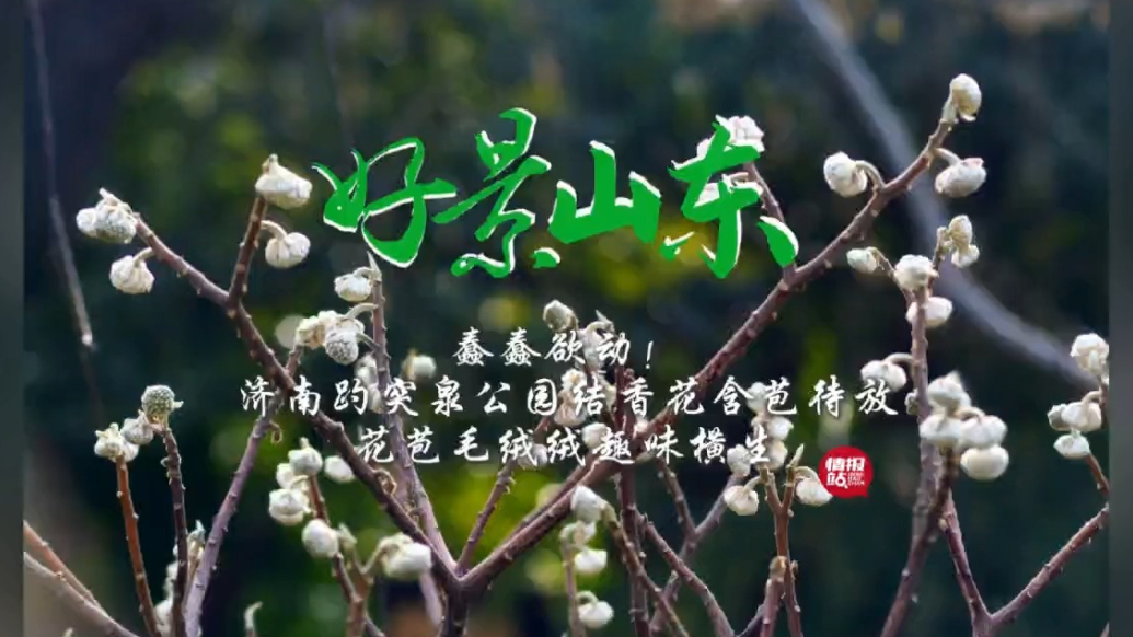 果然视频·好景山东|济南趵突泉公园结香花含苞待放，趣味横生