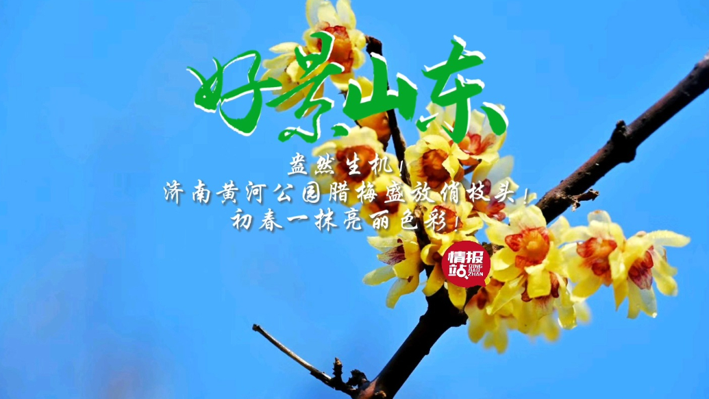 果然视频·好景山东|济南黄河公园腊梅盛开俏枝头，一派生机盎然