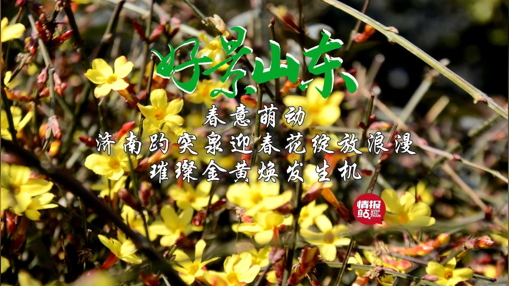 果然视频·好景山东|济南趵突泉春意萌动，迎春花绽放璀璨金黄