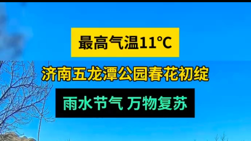 天气情报站|最高11℃！济南五龙潭春花初绽，雨水节气万物复苏