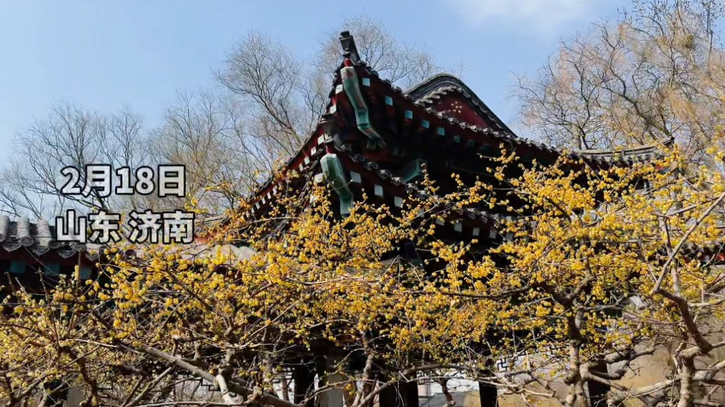 果然视频｜清幽淡雅、暗香袭人，大明湖蜡梅进入盛花期