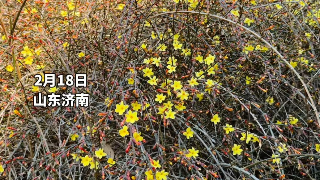 果然视频｜春日限定，大明湖畔的迎春花开了