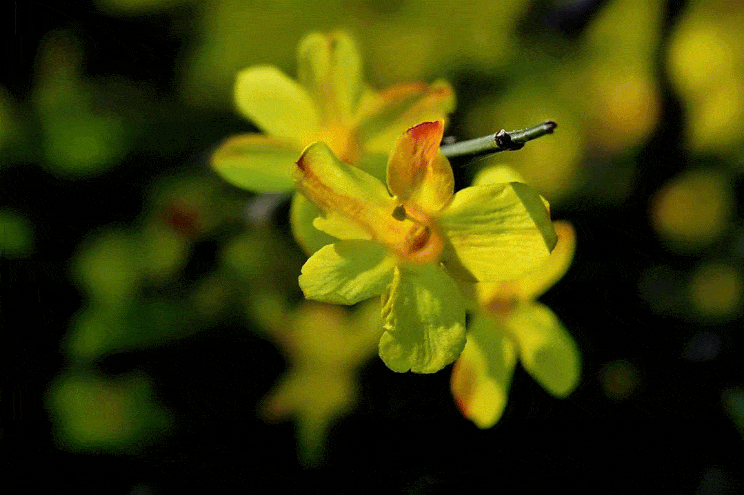 2月21日最佳情报|大明湖迎春花开显春意，街头舞龙舞狮年味足