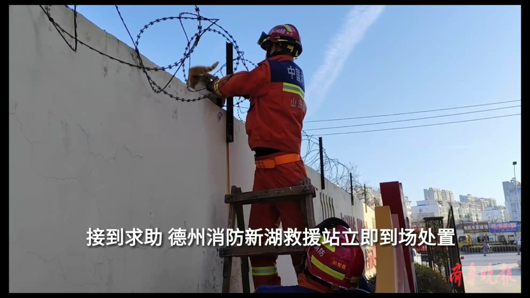 果然视频|小猫被墙头铁丝困住，消防员到场帮其脱困