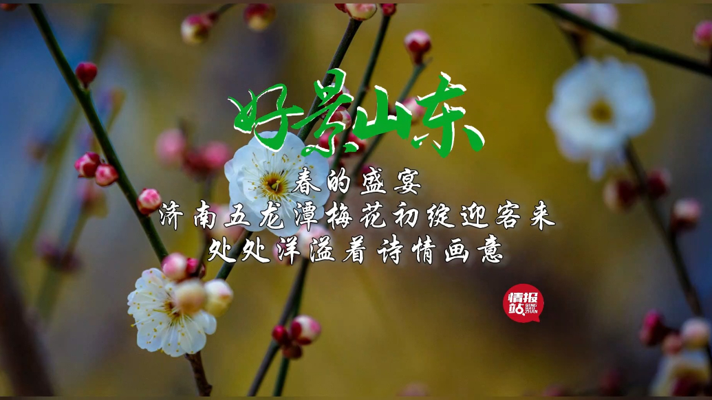 果然视频·好景山东|济南五龙潭上演春的盛宴，梅花绽放美如诗画