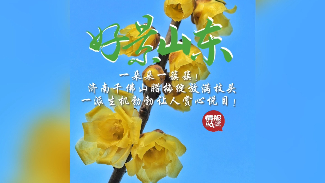 果然视频·好景山东|济南千佛山腊梅盛开满枝头，一派生机勃勃