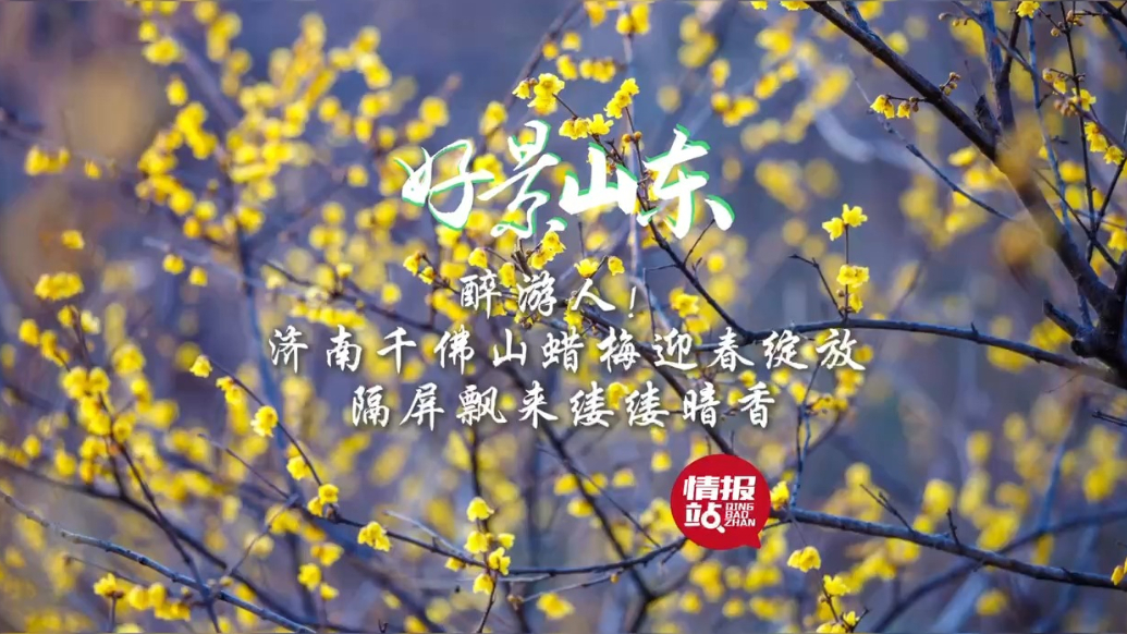 果然视频·好景山东|济南千佛山蜡梅迎春绽放，隔屏飘来缕缕暗香