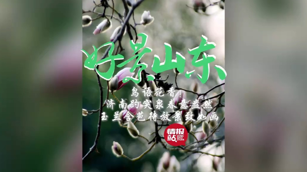 果然视频·好景山东|济南趵突泉春意盎然，玉兰含苞待放景致如画