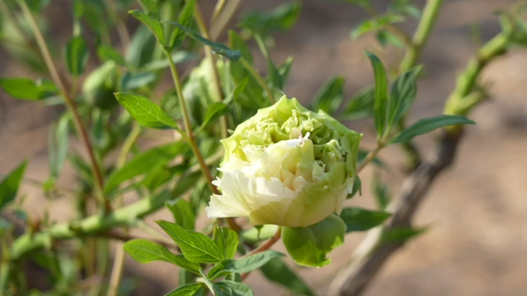 曹州百花园“绿幕隐玉”牡丹原型揭秘