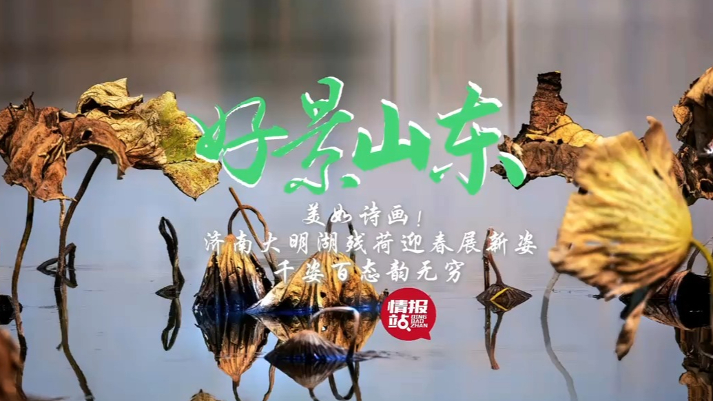 果然视频·好景山东|济南大明湖残荷迎春展新姿，千姿百态韵无穷
