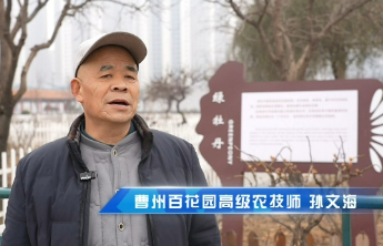 3月底花开！曹州百花园百亩牡丹接力绽放，花期长达一月之久