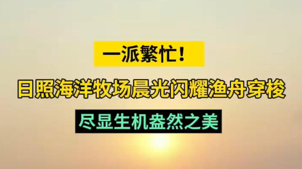情报站|日照海洋牧场晨光闪耀渔舟穿梭，尽显生机盎然之美！