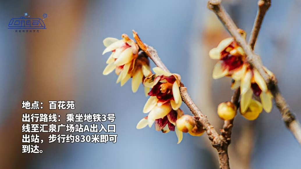 果然视频｜乘着地铁去赏花——蜡梅篇