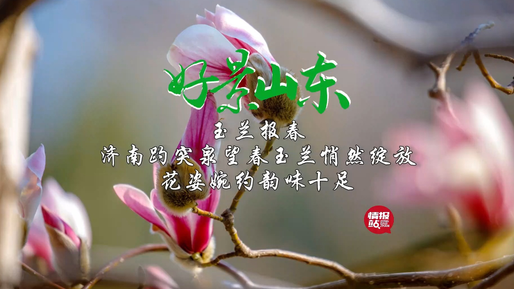 果然视频·好景山东|济南趵突泉玉兰悄然绽放，花姿婉约韵味十足