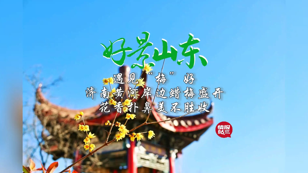 果然视频·好景山东|济南黄河岸边蜡梅盛开，花香扑鼻美不胜收
