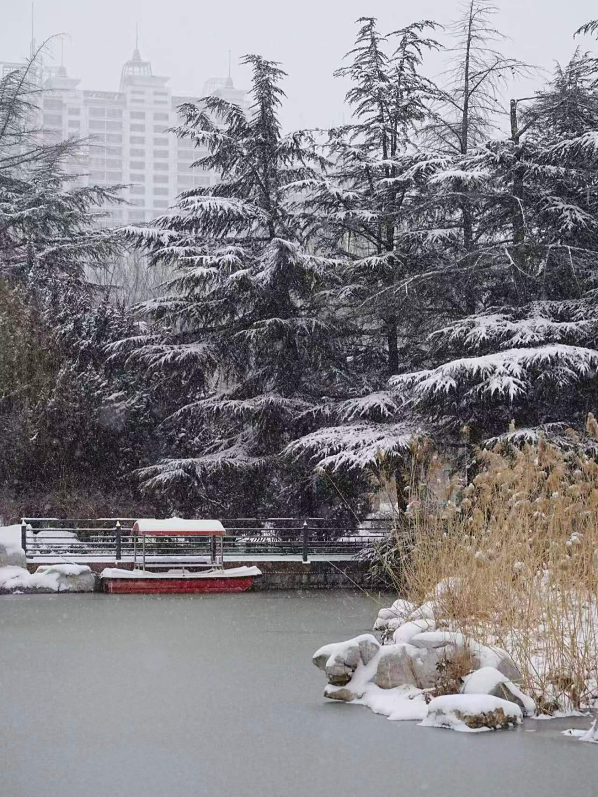 壹点图集｜淄博：三月飞雪 银装素裹