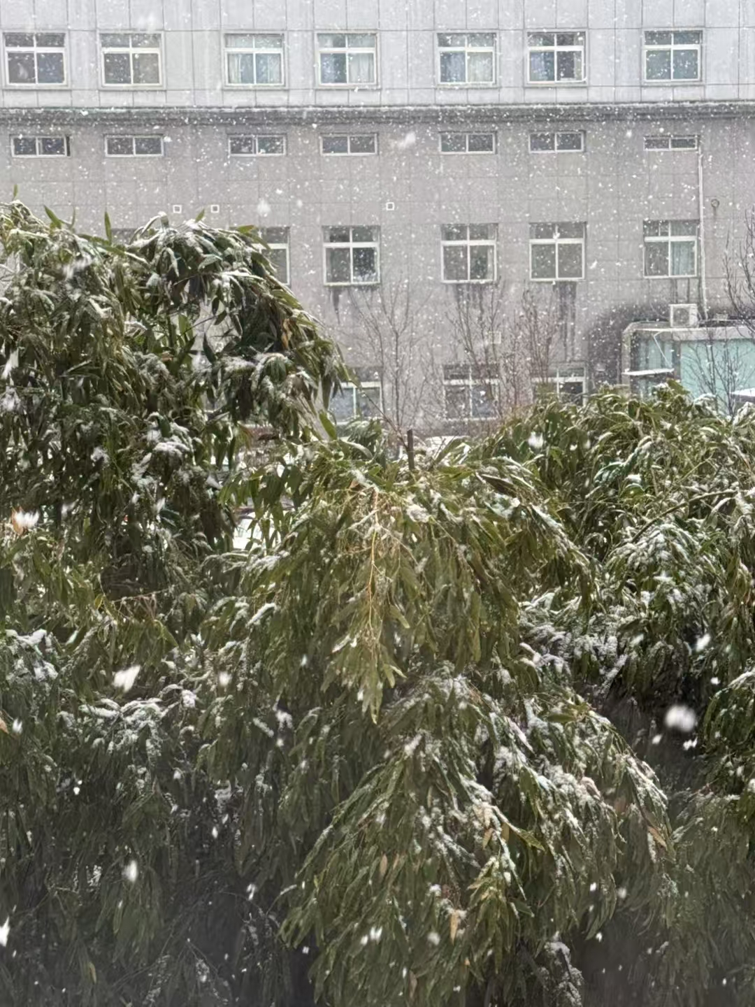 壹点图集｜淄博：三月飞雪 银装素裹